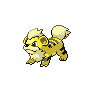 Shiny Growlithe as it appears in Scarlet & Violet